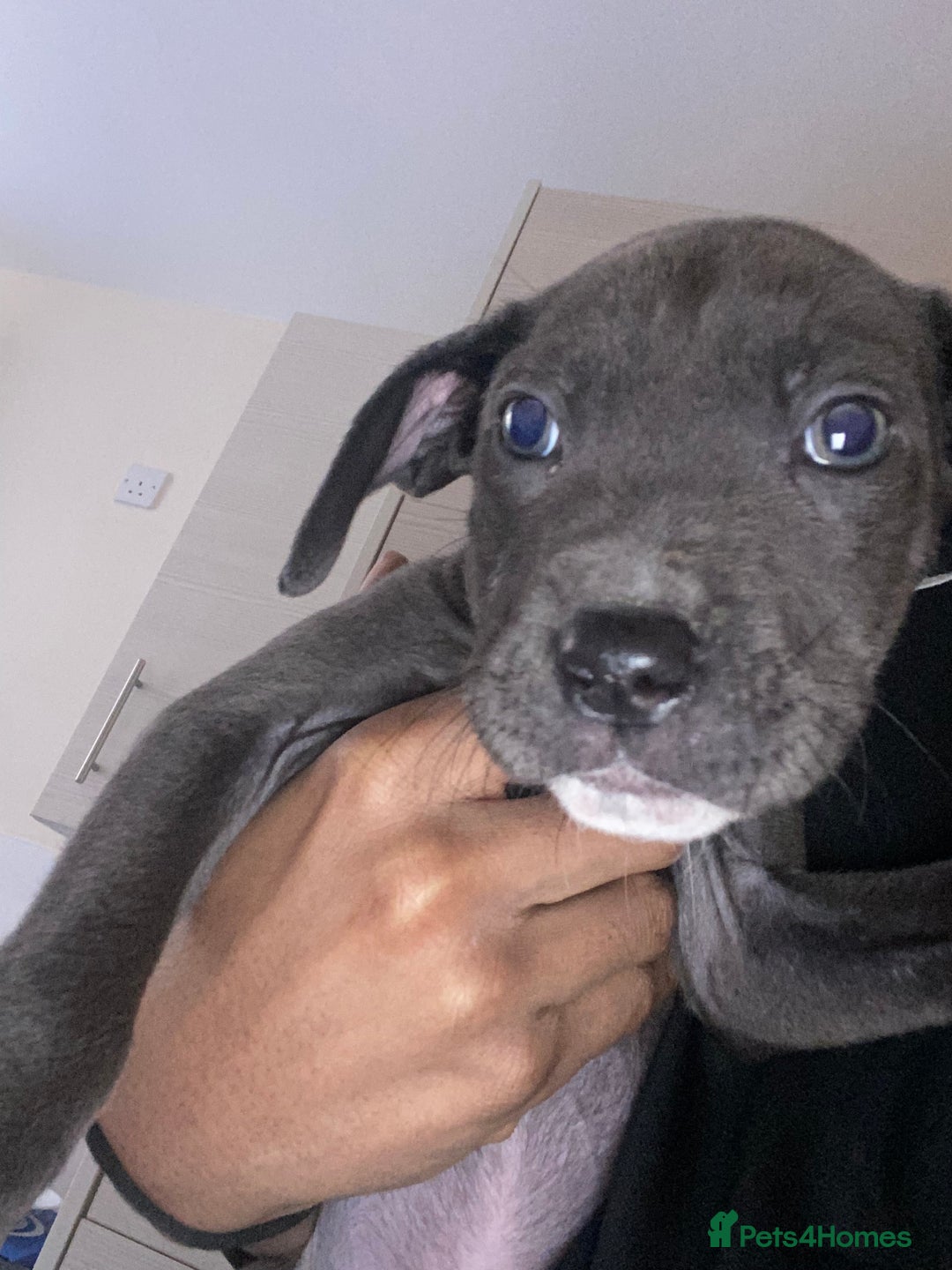 Mixed Breed dogs for sale: Echo  - Image 1