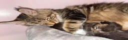 Maine Coon cats for sale: Ex Maine coon queen - Advert 6