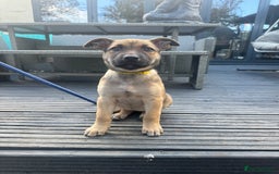 Mixed Breed dogs for sale: Only 1 females left! Stunning bullherder pups  - Advert 5