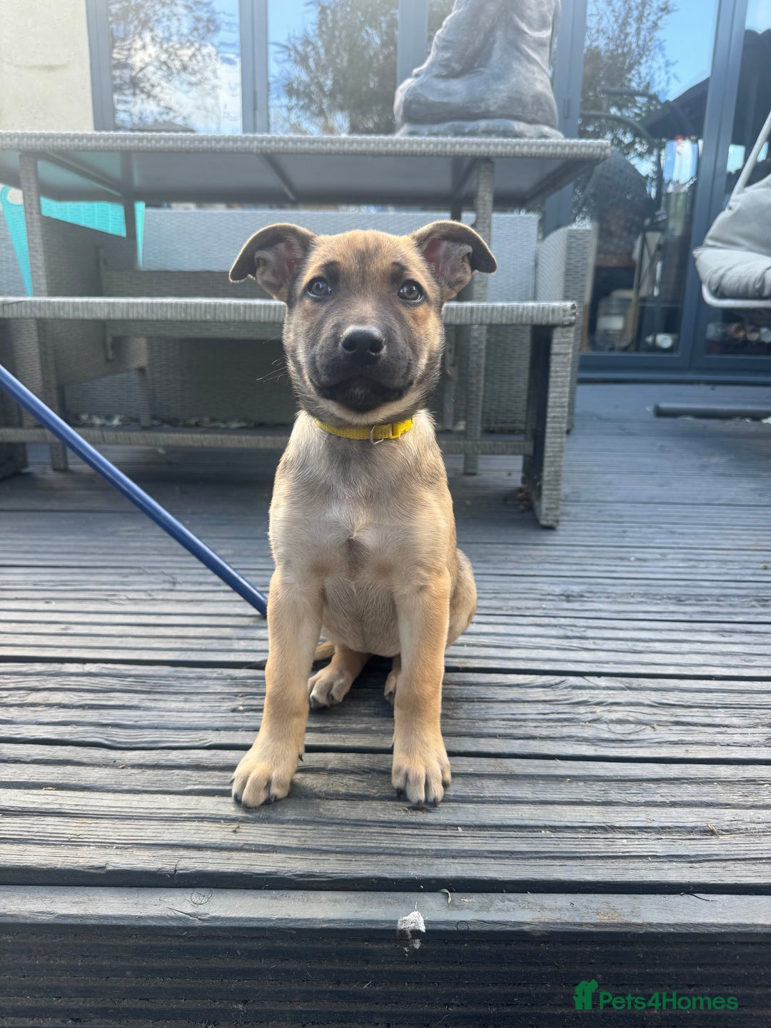 Mixed Breed dogs for sale: Only 1 females left! Stunning bullherder pups  - Advert 5