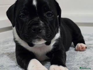 Staffordshire Bull Terrier dogs Stunning SBT puppies - Advert 4