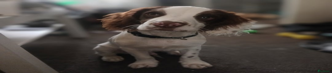 English Springer Spaniel Puppy 1
