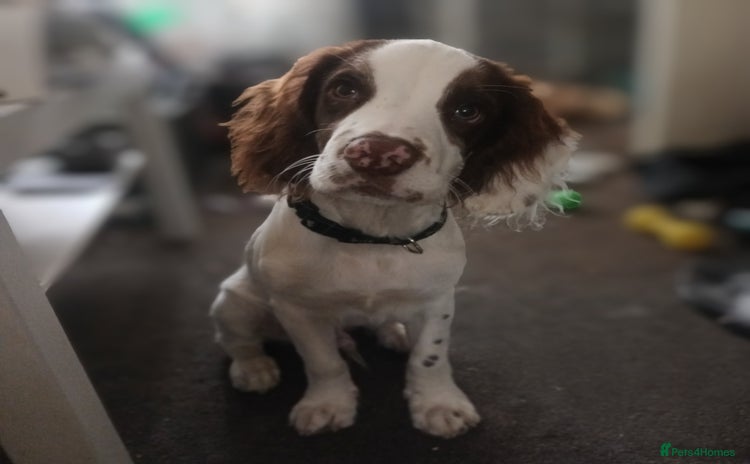 English Springer Spaniel dogs - Advert 3