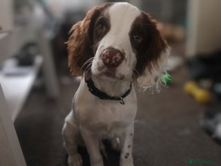 English Springer Spaniel dogs - Advert 16