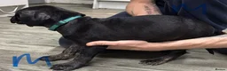 Mixed Breed dogs for sale: American bulldog x Presa canario puppy’s  in Birmingham - Advert 4