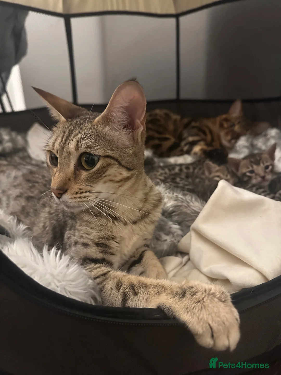 Bengal cats for sale:     Beautiful Grey/Brown Bengal × Savannah Hybrid  - Advert 4
