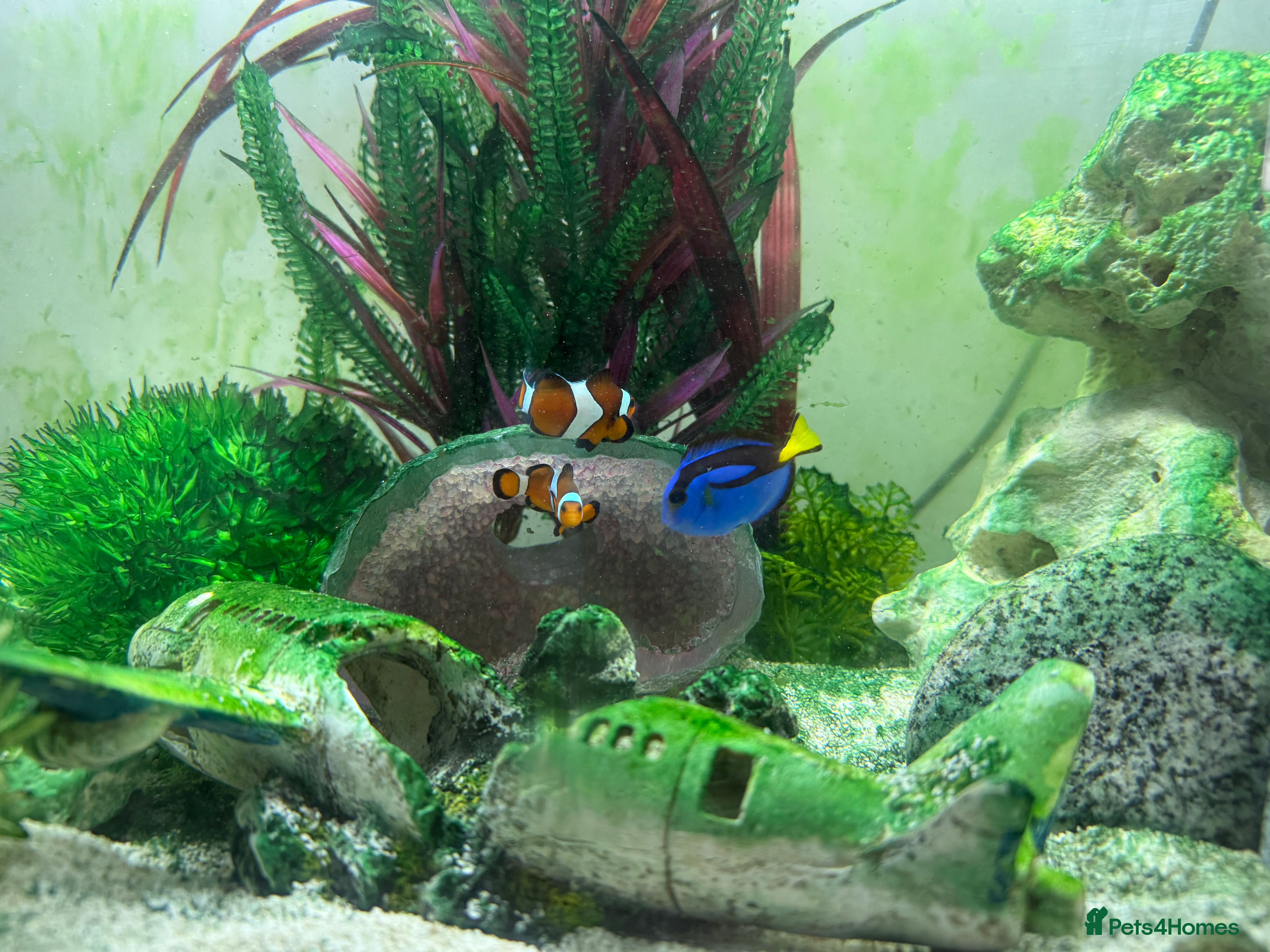 Other/Mixed Breed fish Marine fish and tank setup - Advert 14