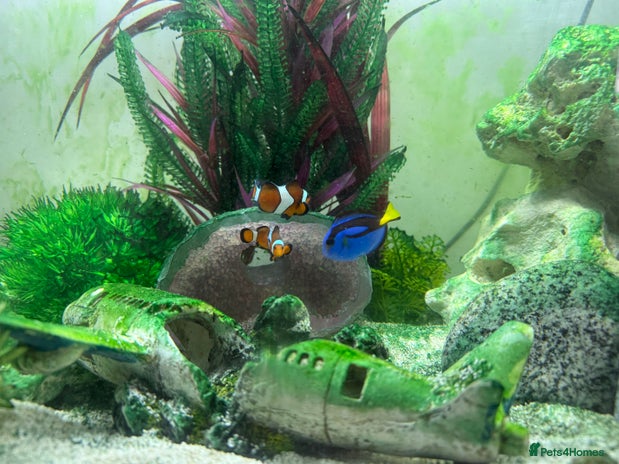 Other/Mixed Breed fish - Advert 1