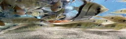 Other/Mixed Breed fish for sale: Geophagus red head tapajos  - Advert 5