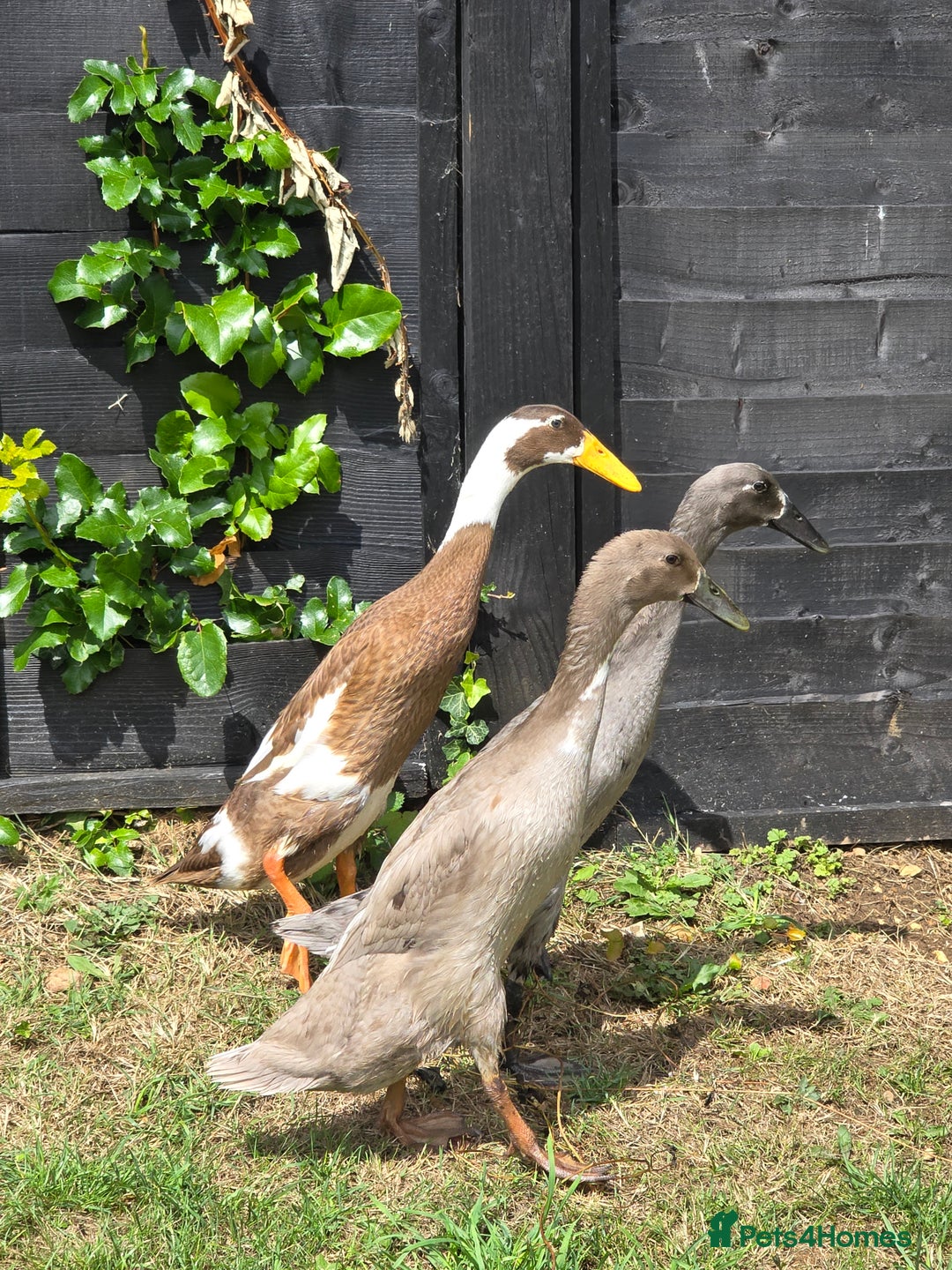 Ducks poultry for sale: Indian runner ducks  - Image 6