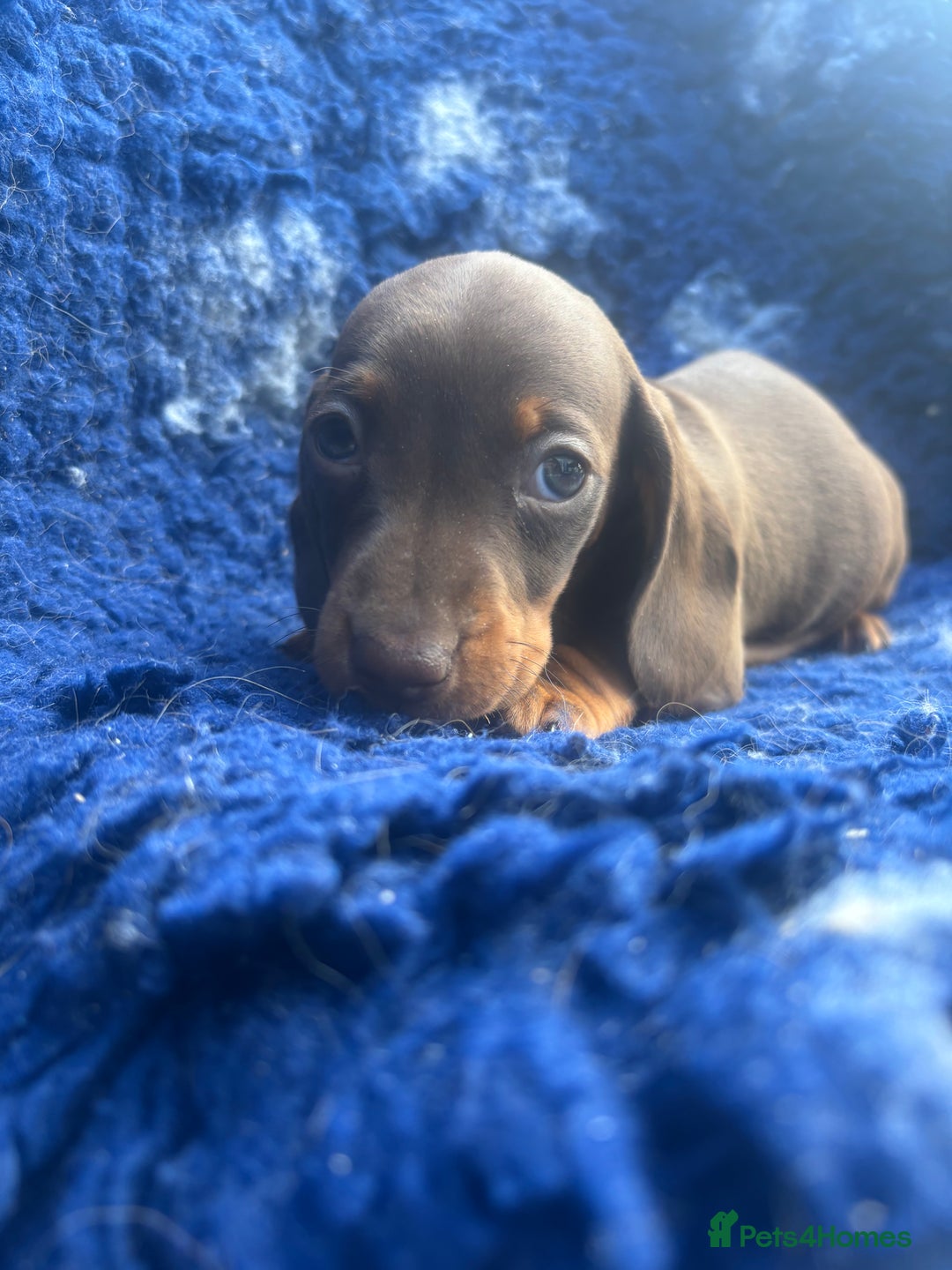 Miniature Dachshund dogs for sale: BEAUTIFUL PRA CLEAR & KC REG MINIS - Advert 22