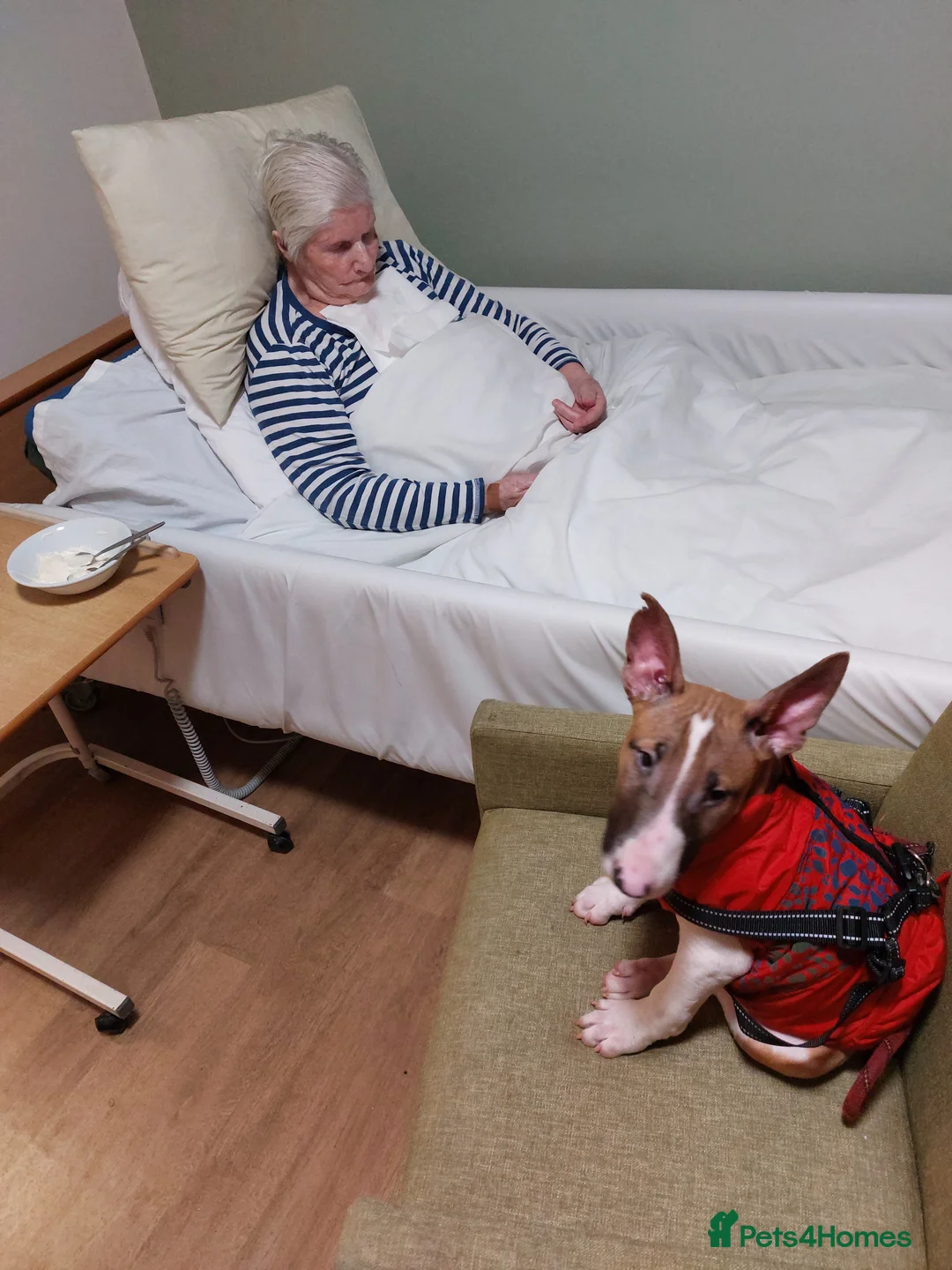 English Bull Terrier dogs for sale: Red needs a home  - Advert 1