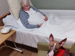 English Bull Terrier dogs Red needs a home - Advert 1