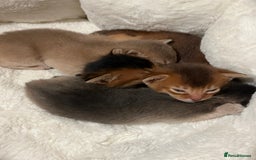 Abyssinian cats for sale: 🥇 5+ Gen Champ🏆 Fawn🤍Blue💙 girls🤎choco🧡ruddy - Image 11