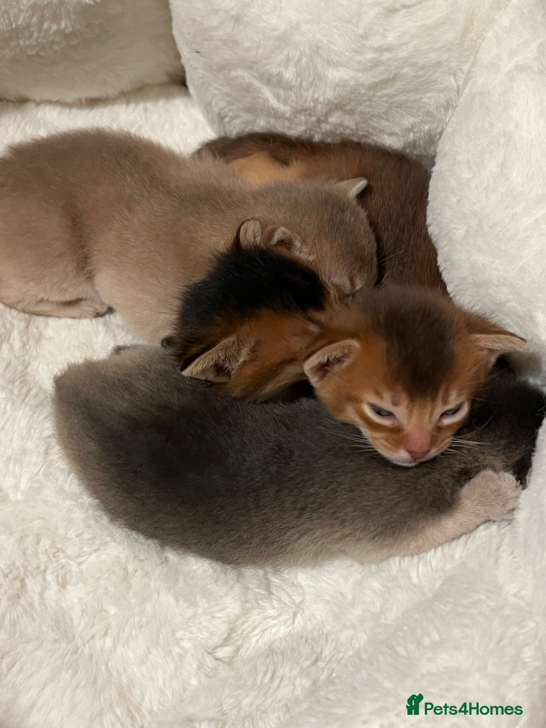 Abyssinian cats for sale: 🥇 5+ Gen Champ🏆 Fawn🤍Blue💙 girls🤎choco🧡ruddy - Image 11