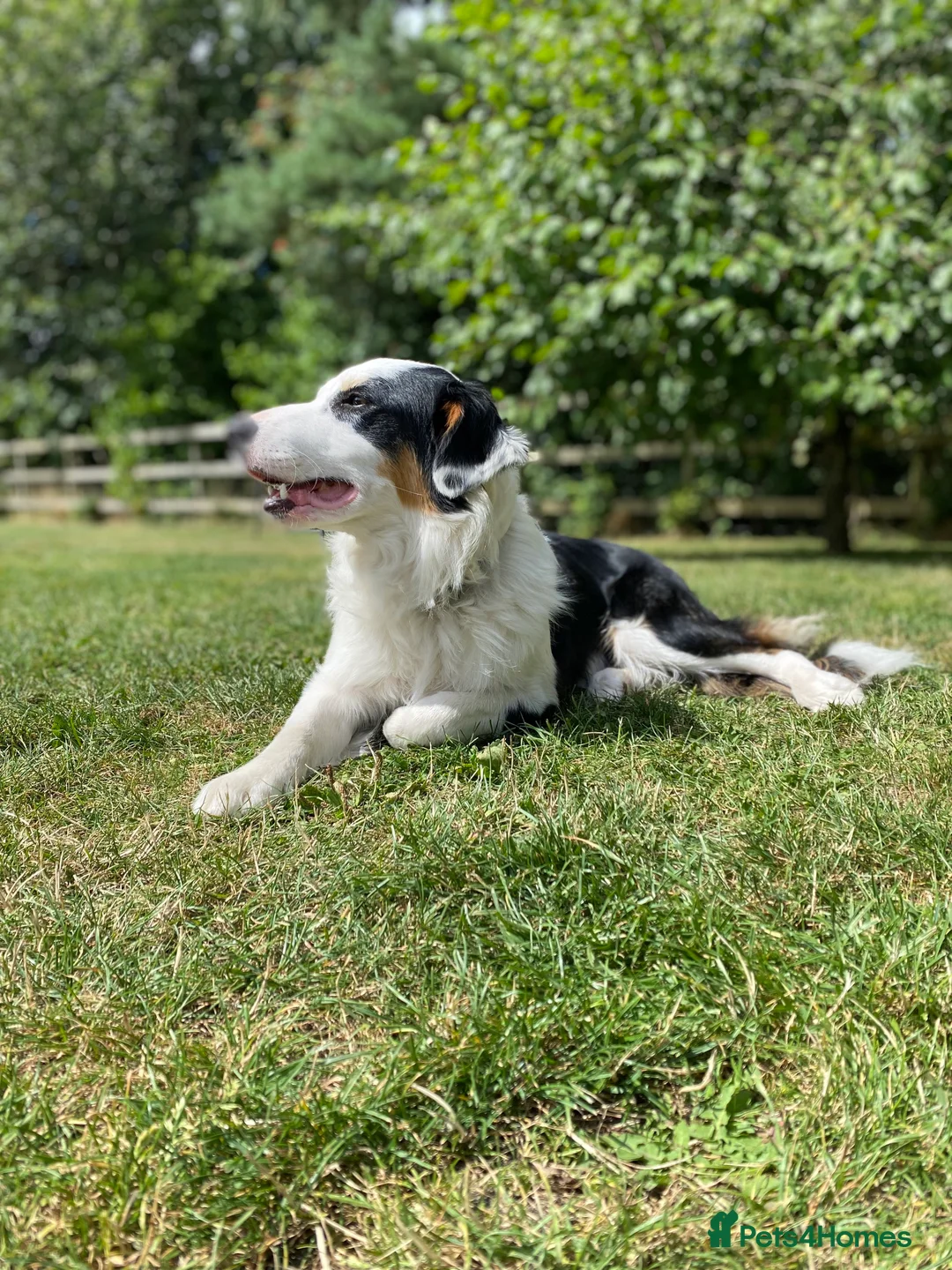 Border Collie dogs for stud: Tri coloured border collie for stud in Stafford - Advert 2