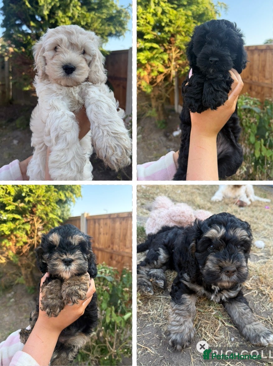 Cockapoo dogs Gorgeous phantom cockapoos!  - Advert 2