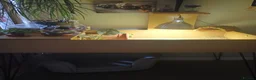 Tortoise reptiles for sale: Tortoise  - Advert 5