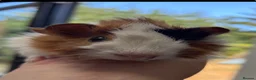 Guinea Pig rodents for sale: Baby guinea pigs - Advert 2