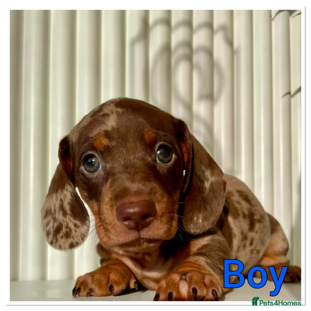 Miniature Dachshund dogs for sale: Splendid mini dachshunds  in Ipswich - Advert 17