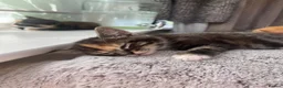 British Shorthair cats for sale: Ginger male, 1 boy and 2 girls  - Advert 4