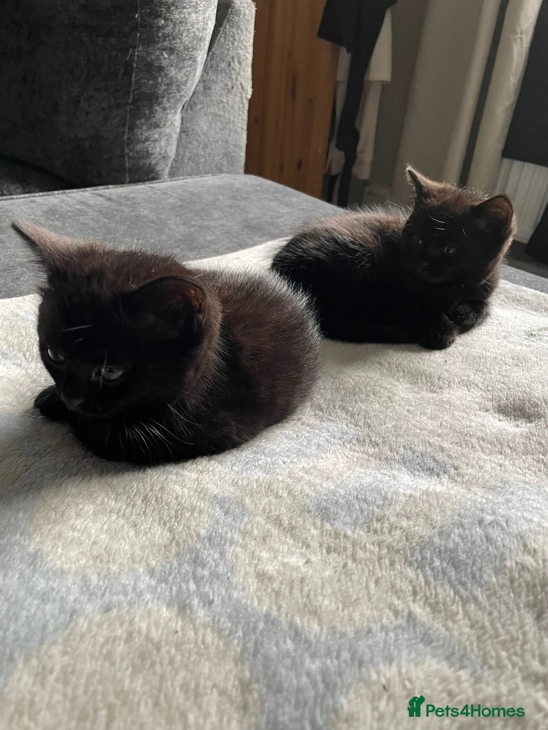 Mixed Breed cats for sale: X3 British Shorthair x Tabby kittens - Advert 5