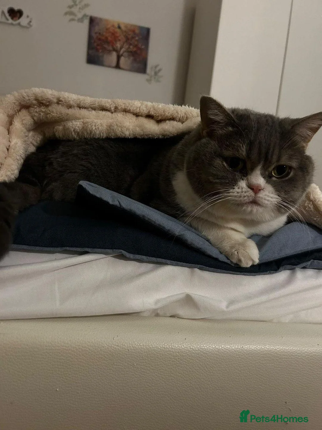 British Shorthair cats for sale: Nikaa in London - Advert 4