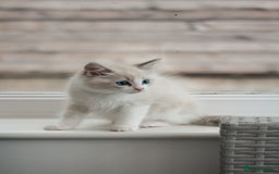 Ragdoll cats for sale: 🐈✨ Tica Registered Ragdoll Kittens in Tamworth - Image 15