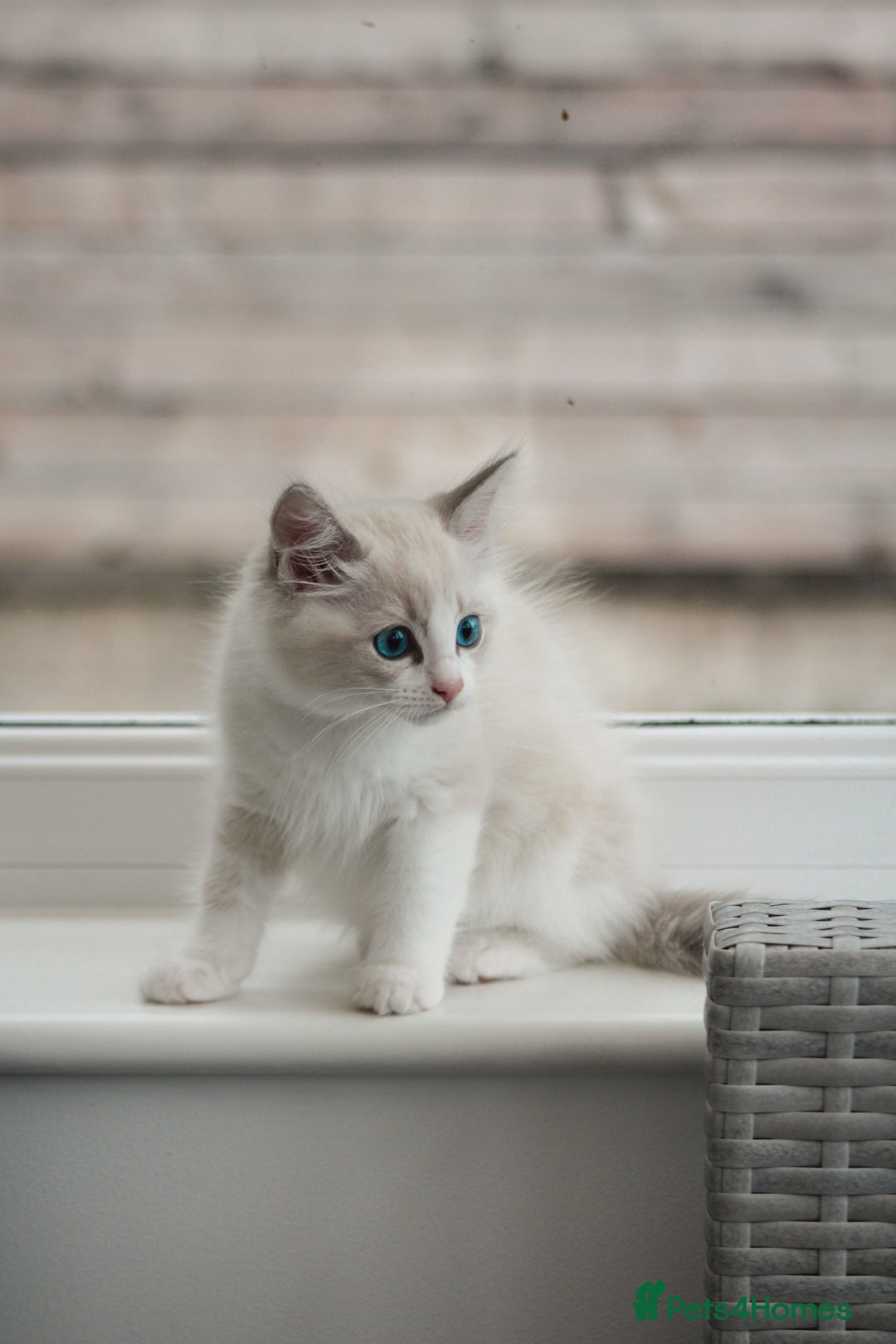 Ragdoll cats for sale: 🐈✨ Tica Registered Ragdoll Kittens in Tamworth - Image 15