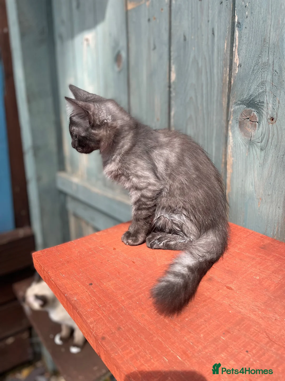 Mixed Breed cats for sale: Ghost & Pandora looking for forever homes - Advert 2