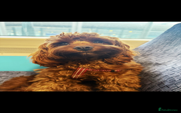 Cavapoo dogs for sale: F1 CAVAPOO BABIES 5🌟LICENSED BREEDER  - Image 20