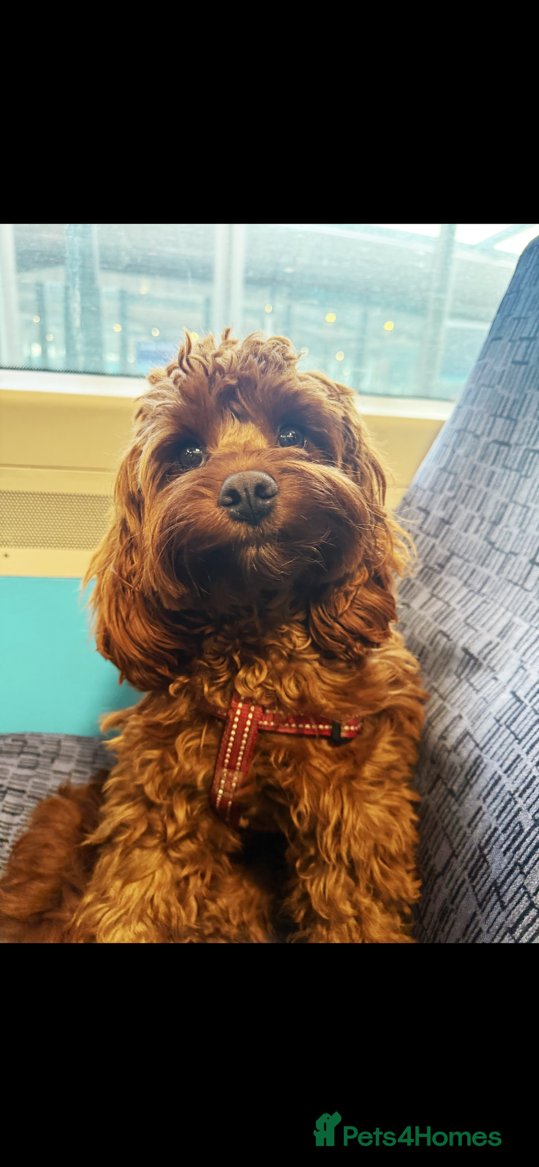 Cavapoo dogs for sale: F1 CAVAPOO BABIES 5🌟LICENSED BREEDER  - Image 20