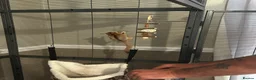 Sugar Glider rodents for sale: 3 sugar gliders + enclosure + toys/hammocks ect  in Chesterfield - Advert 5