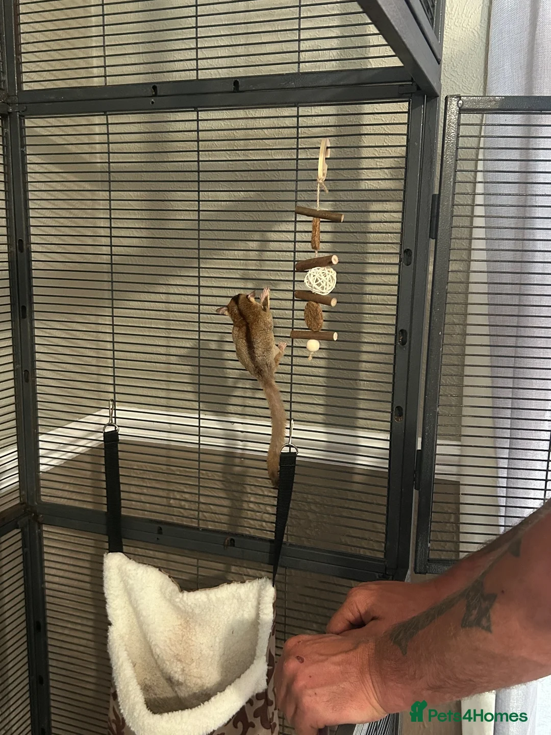 Sugar Glider rodents for sale: 3 sugar gliders + enclosure + toys/hammocks ect  in Chesterfield - Advert 5