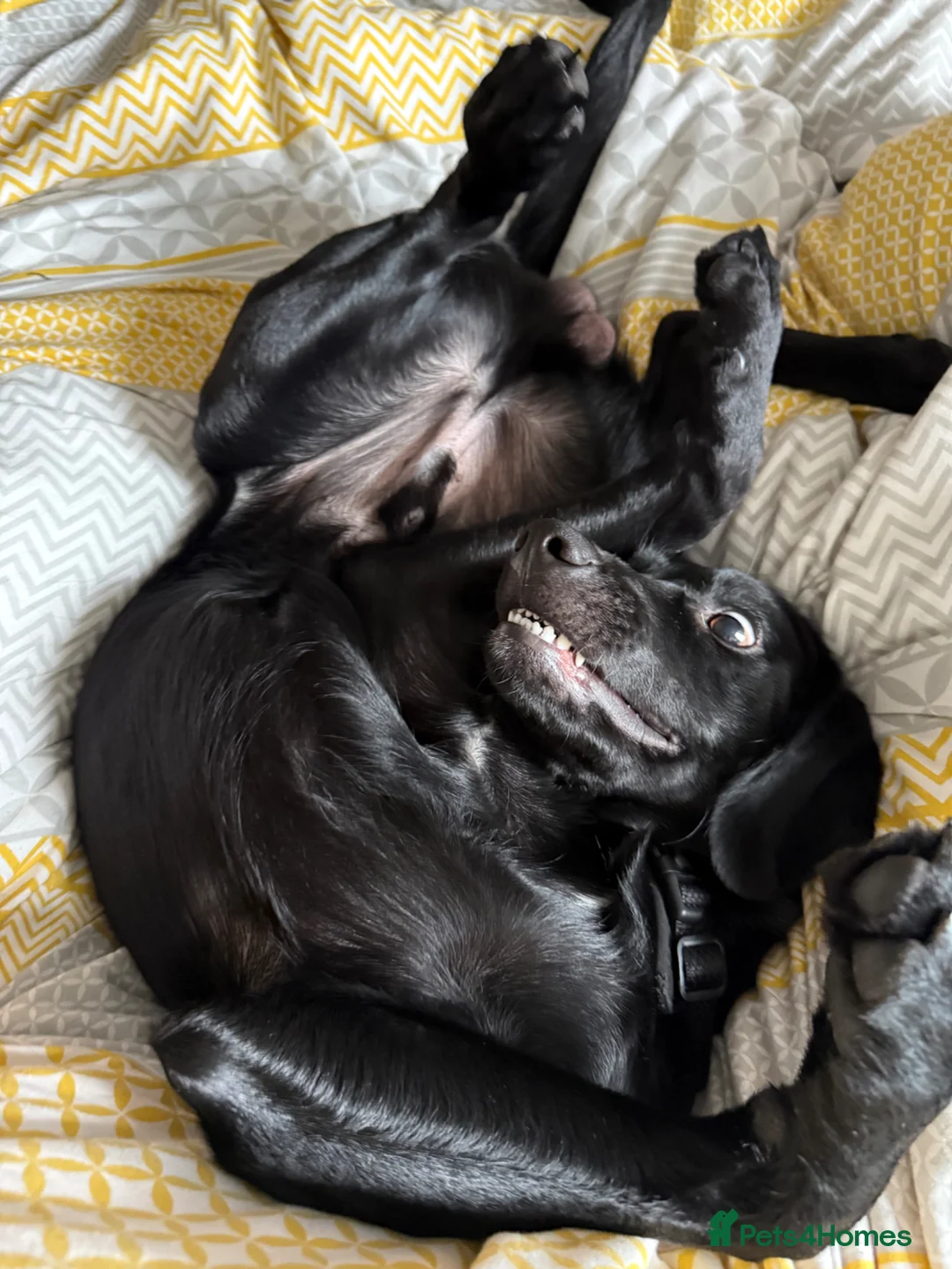 Mixed Breed dogs for stud: STUD  in Manchester - Advert 2
