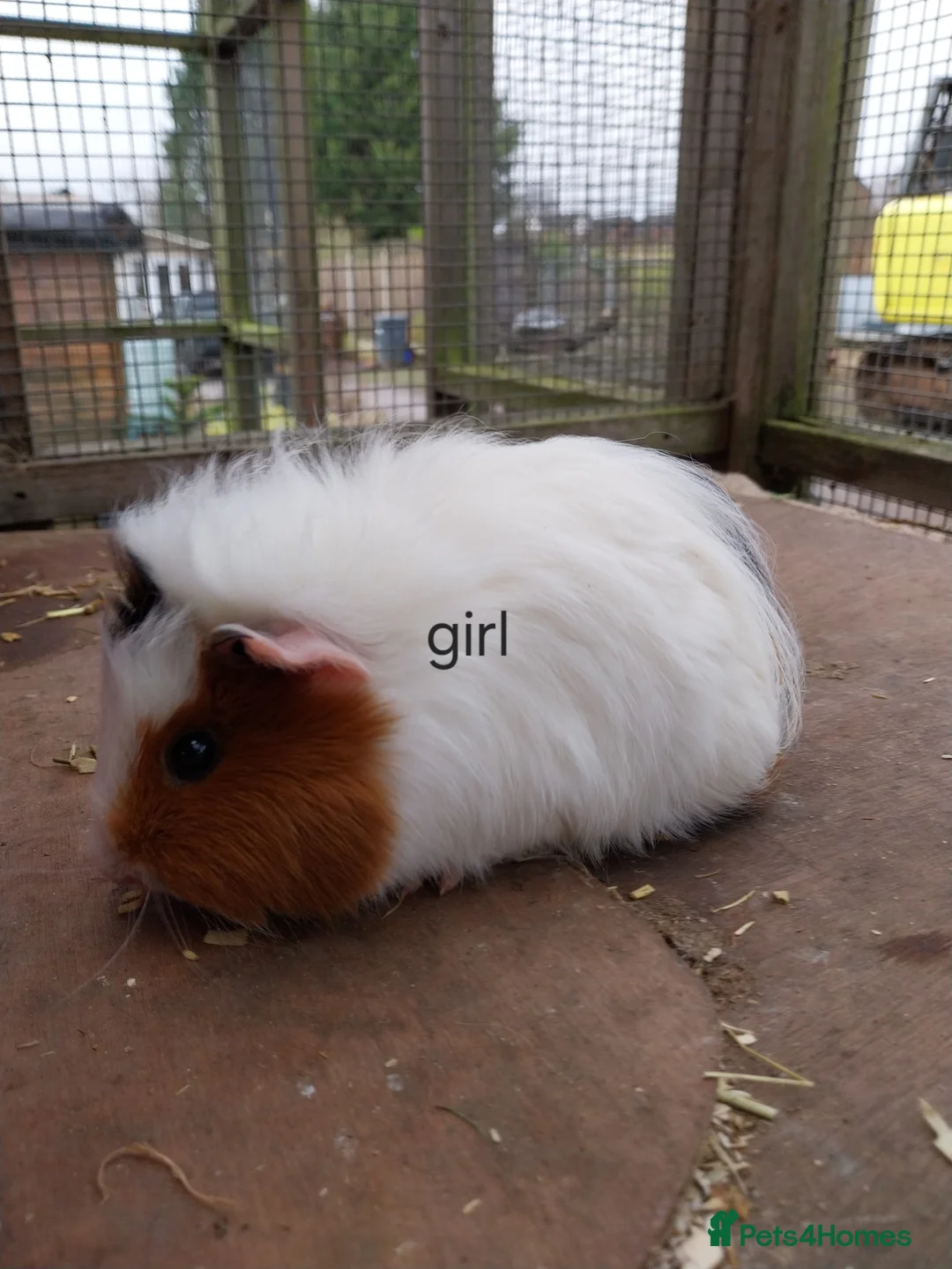 Guinea Pig rodents for sale: Guinea pigs for sale  - Advert 1