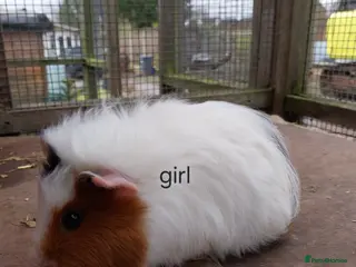 Guinea Pig rodents Guinea pigs for sale - Advert 1