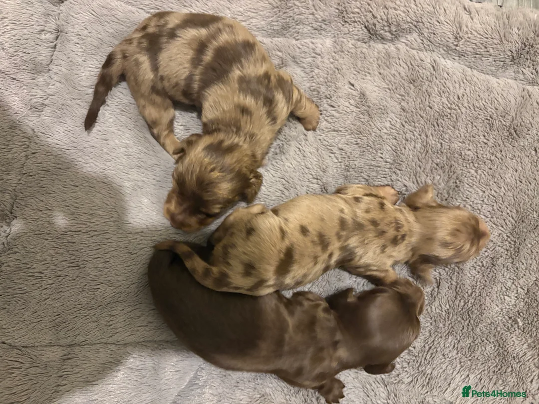 Miniature Dachshund dogs for sale: Beautiful long hair miniature dachshund pups - Advert 5