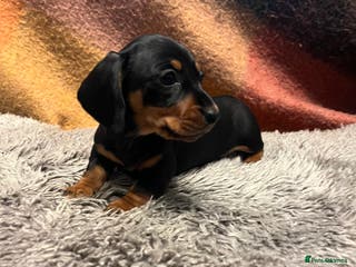 Miniature Dachshund dogs 1 GIRL LEFT! KC, PRA clear Mini Smooth Dachshunds - Advert 13