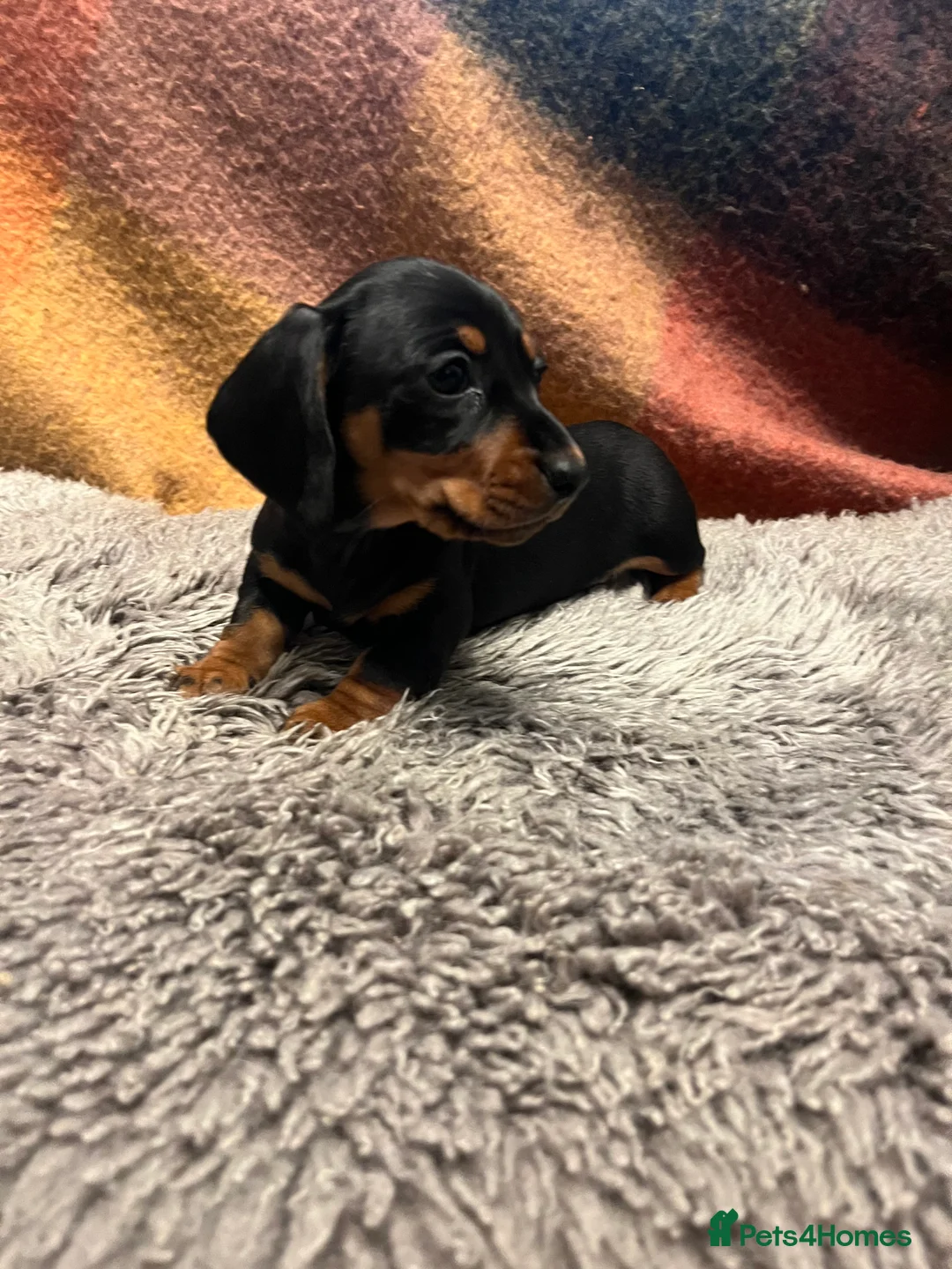 Miniature Dachshund dogs for sale: READY TO GO, 1 girl left! KC, PRA clear  - Advert 5
