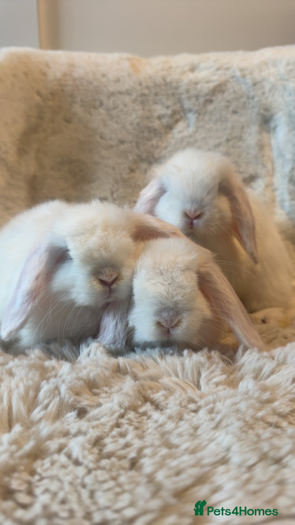 Mini Lop rabbits Mini lop kits for sale, SOME READY NOW - Advert 15