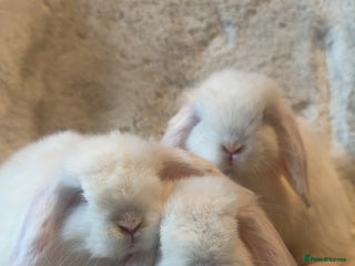 Mini Lop rabbits Mini lop kits for sale, SOME READY NOW - Advert 1