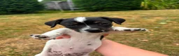 Jack Russell dogs for sale: Jack Russell puppies for sale - Advert 8