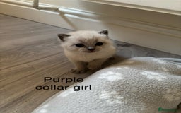 British Shorthair cats for sale: GGCF British shorthair Blue colourpoint kittens  - Image 5