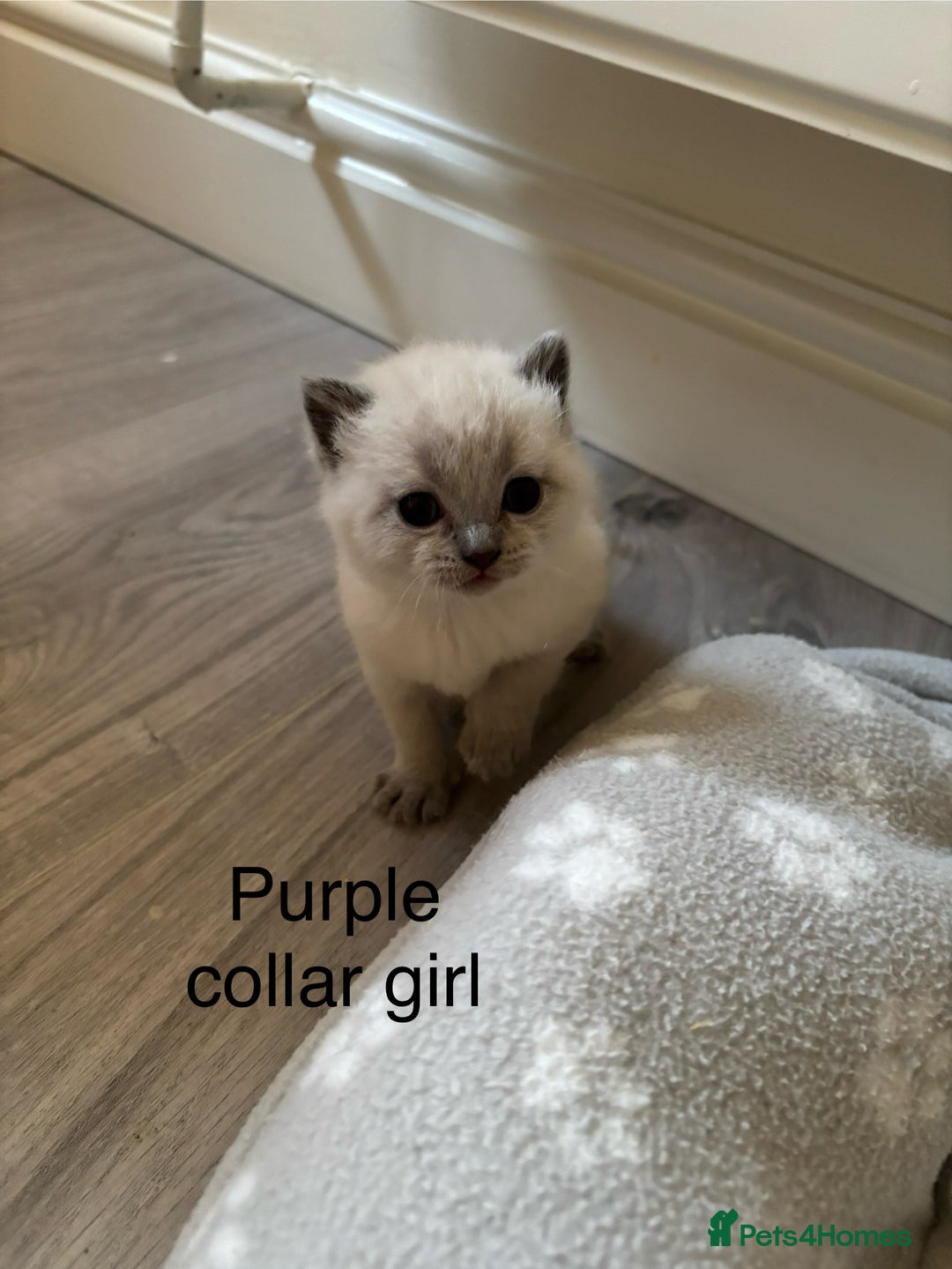 British Shorthair cats for sale: GGCF British shorthair Blue colourpoint kittens  - Image 5