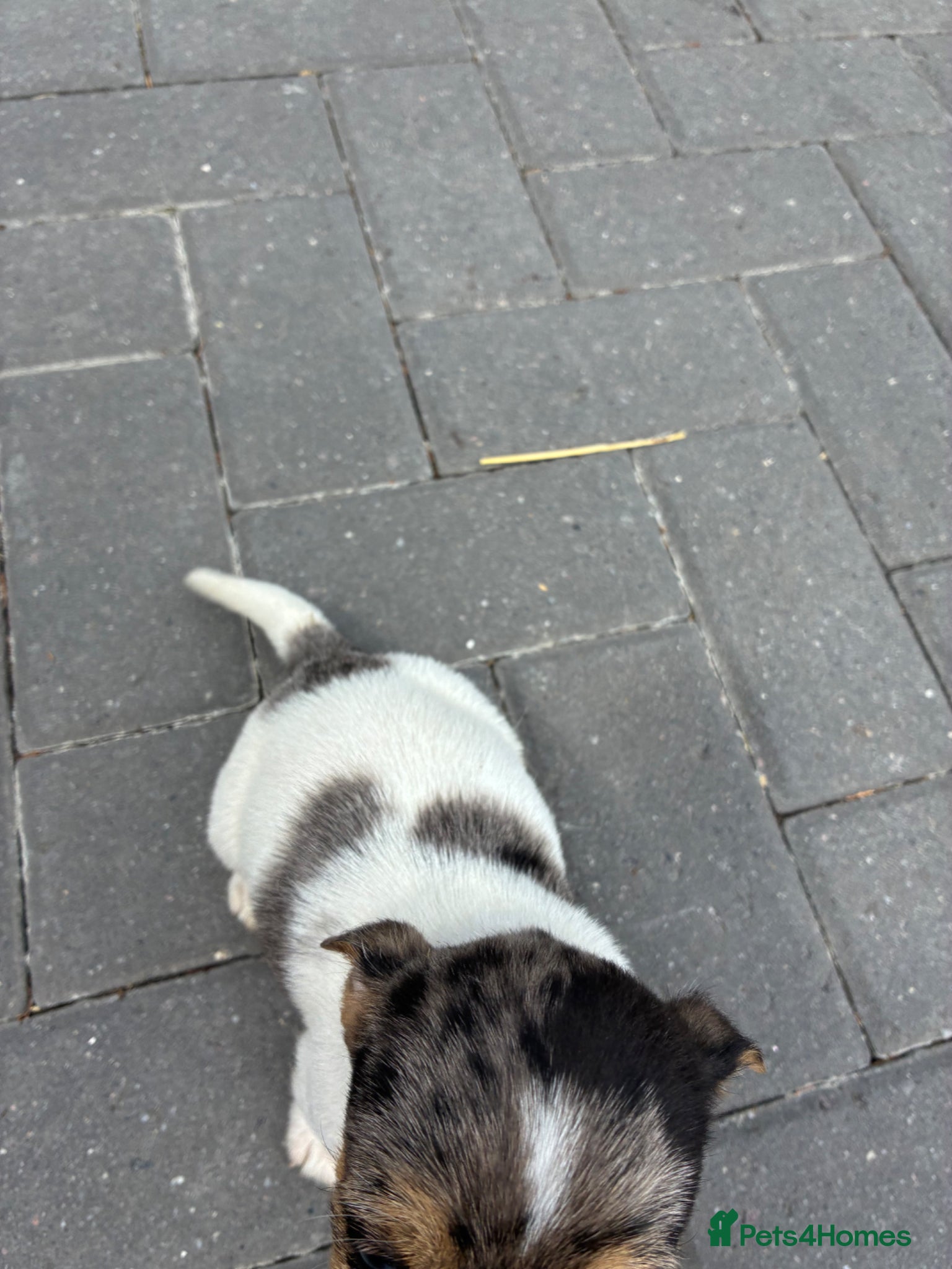 Mixed Breed dogs for sale: Jack Russell x Yorkshire Terrier  - Advert 16