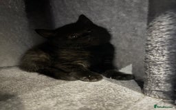 Mixed Breed cats for sale: British Shorthair X - Image 5