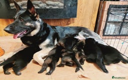 German Shepherd dogs for sale: KC reg GSD puppies  - Image 7