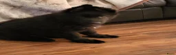 German Shepherd dogs for sale: German shepherd puppies  - Advert 2