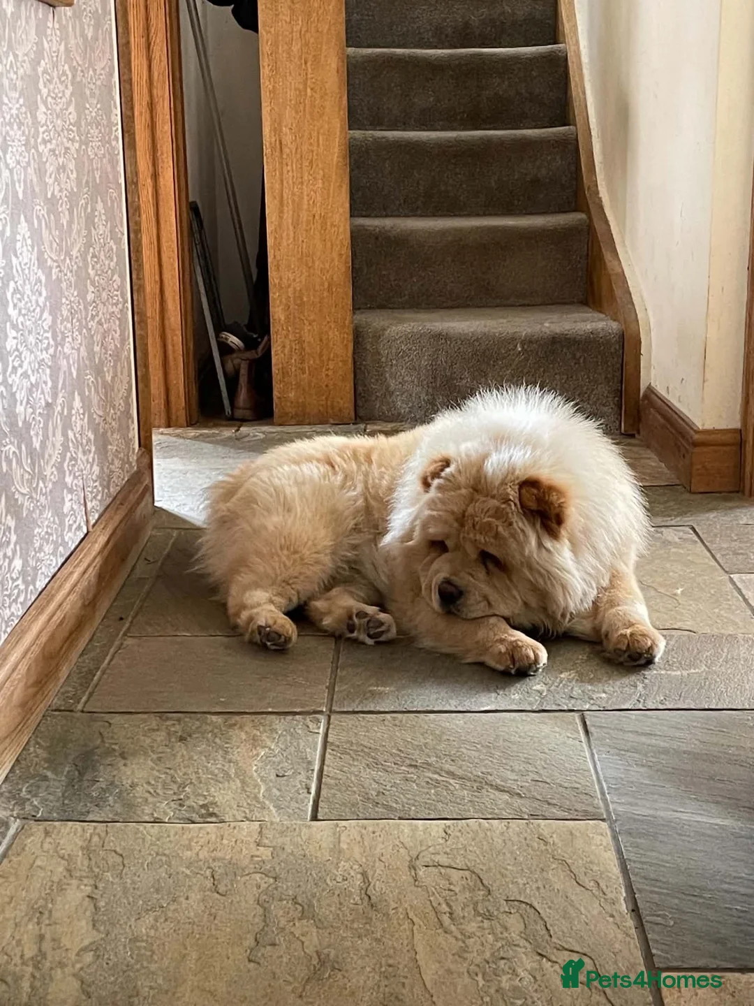 Chow Chow dogs for sale: Loving adoption home - Advert 2